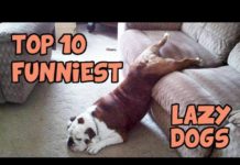 देखिये यह हैं दुनिया का सबसे आलसी कुत्ता