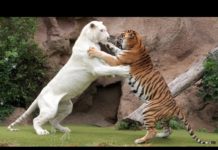 जब टाइगर ने ही हमला कर दिया टाइगर पर, देखें भयानक फाइट