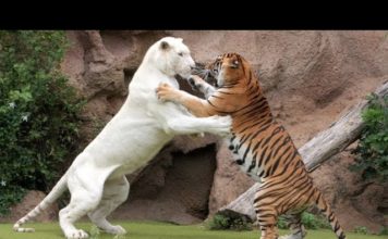 जब टाइगर ने ही हमला कर दिया टाइगर पर, देखें भयानक फाइट