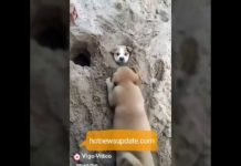 कमाल का कुत्ता और कमाल की गाय, नहीं देखी होगी ऐसी वीडियो कहीं