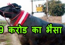 यह हैं दुनिया का सबसे दमदार और खतरनाक भैसा, कीमत 9 करोड़