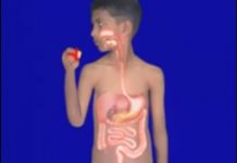 जाने पेट में खाना कैसे पचता हैं? || Human digestive system?