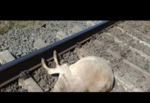 तेज रफ़्तार ट्रेन से टकराई गाय, हुई दर्दनाक मौत