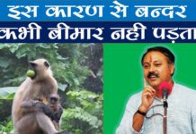जाने बन्दर बीमार क्यों नहीं पड़ता हैं? || Why monkey do not ill?