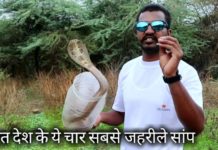 भारत देश के यह 4 सांप सबसे जहरीले होते है || Most 4 venomous snake in Indian
