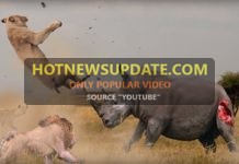यह है जंगल का सबसे खतरनाक जानवर ,शेर और हाथी भी डरते है इससे