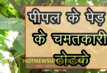 पीपल के पेड़ के चमतकारी टोटके | peepal ke totke