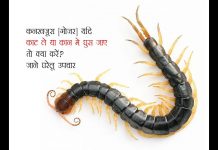 कनखजूरा यदि काट ले या कान में घुस जाये तो क्या करें?