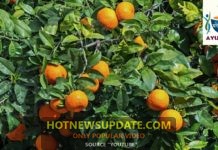 रोज एक नारंगी खाने के फायदे,ये रोग ठीक हो जायेंगे ।
