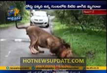 गुजरात में शेर को पानी पीते देख वहीँ ठहरे लोग । आप भी देखे ।