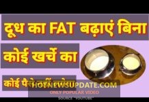 दूध का फैट फ्री में बढ़ाएं चाहे वो दूध गाय का हो या भैंस का।
