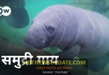 समुद्री गाय खाती क्या है। जानिए समुद्री गाय के रहन सहन के बारे में।