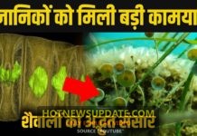शैवालों के जरिये वैज्ञानिकों को बड़ी कामयाबी, पौधों के पूर्वज खोल रहे रहस्य।
